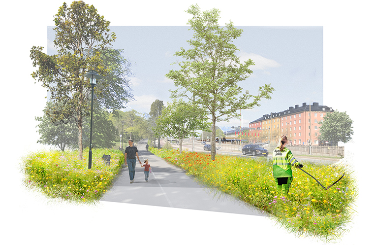 Urban meadows/ Kungsholmens sommarängar